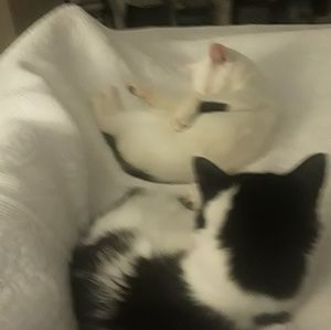 Meet your Posher, Fabiola